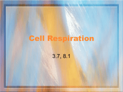 Cell Respiration