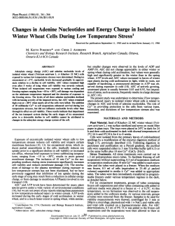 Changes in Adenine Nucleotides and Energy