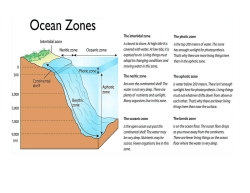 The Intertidal zone