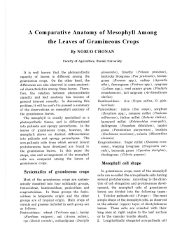 A Comparative Anatomy of Mesophyll Among the Leaves of