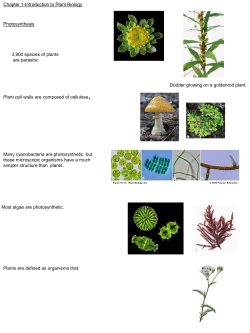 Photosynthesis 3900 species of plants are parasitic Dodder growing