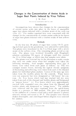 Changes in the Concentration of Amino Acids In Sugar Beet Plants