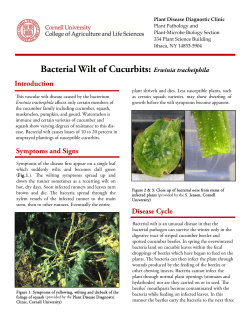Bacterial Wilt of Cucurbits: Erwinia tracheiphila