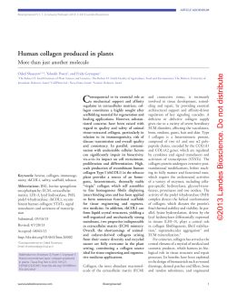 Human collagen produced in plants