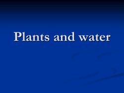 Plants and water - Miss Jan`s Science Wikispace