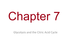 Glycolysis and the Citric Acid Cycle