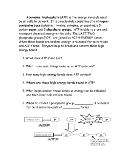 FIGURE 4 &ndash; ATP MOLECULE Fermentation