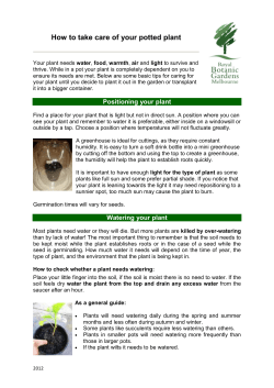 How to take care of your potted plant