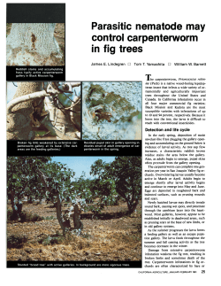 Parasitic nematode may control carpenterworm in fig trees