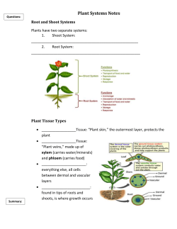 Plant Systems Cornell Notes