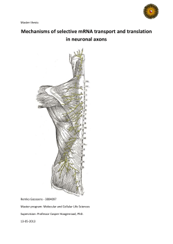 Local mRNA translation in mature neurons