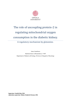 The role of uncoupling protein-2 in regulating