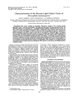 Characterization of the Myosin Light-Chain-2