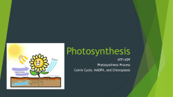 Photosynthesis