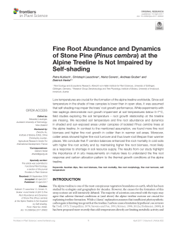 Fine Root Abundance and Dynamics of Stone Pine