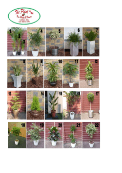 Plant Brochure