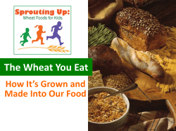 The Wheat You Eat - Wheat Foods Council