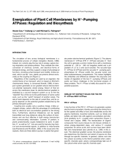 Energization of Plant Cell Membranes by H