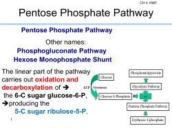 Pentose Phosphate Pathway