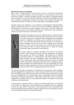 Mitochondria shape cell morphology