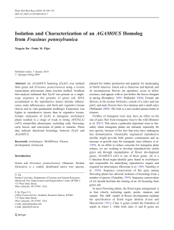Isolation and Characterization of an AGAMOUS Homolog