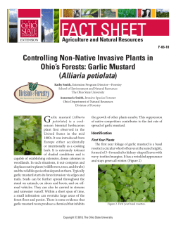 Controlling Non-Native Invasive Plants in Ohio`s Forests: Garlic