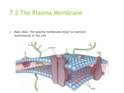 7.2 The Plasma Membrane