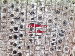 Unit Three - Objectives 1-4