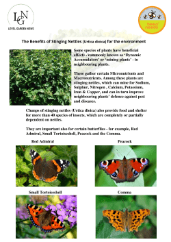 The Benefits of Stinging Nettles (Urtica dioica) for the environment