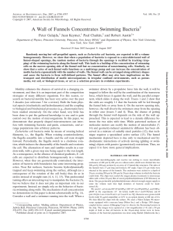 A Wall of Funnels Concentrates Swimming Bacteria