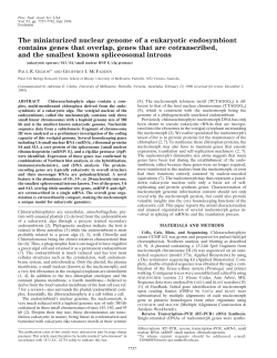 The miniaturized nuclear genome of a eukaryotic endosymbiont
