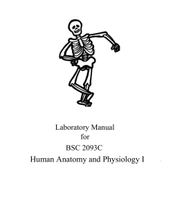 Lab_Manual AP1 - Lake-Sumter State College