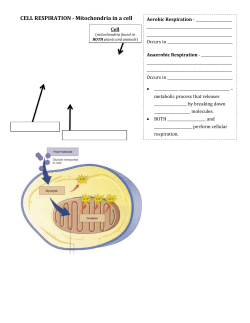 &agrave; + + + Cell Respiration