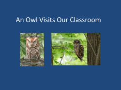 An Owl Visits Our Classroom