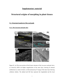Structural origins of morphing in plant tissues rev