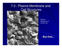 7-2 : Plasma Membrane and Cell Structures