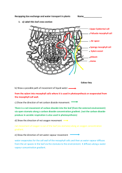 Plant transport Recap Homework Solutions