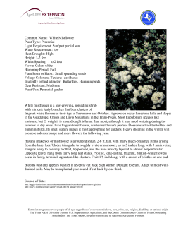 Common Name: White Mistflower Plant Type: Perennial Light