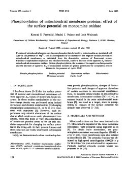 Phosphorylation of mitochondrial membrane proteins