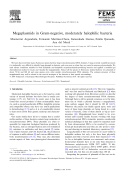 Megaplasmids in Gram-negative, moderately halophilic bacteria