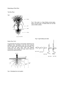 Morphology of Rice Plant The Rice Plant. Fig 1 1 Fig 2. Rice plant is
