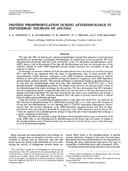 protein phosphorylation during afterdischarge in peptidergic