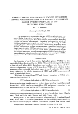 STARCH SYNTHESIS AND CHANGES IN URIDINE DIPHOSPHATE