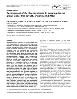 Development of C4 photosynthesis in sorghum leaves grown under