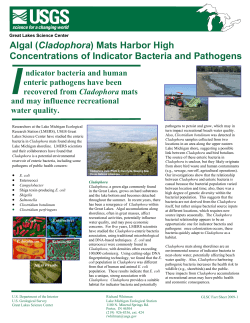 Cladophora fact sheet 2009_approved