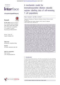 A mechanistic model for bromodeoxyuridine dilution naturally