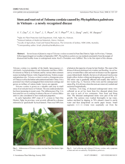 Stem and root rot of Telosma cordata caused byPhytophthora