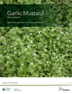Garlic Mustard - Ontario Invasive Plant Council