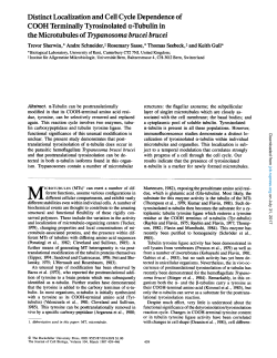 Distinct Localization and Cell Cycle Dependence of COOH