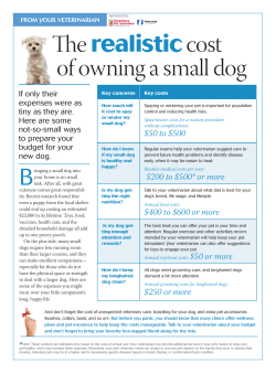 The realisticcost of owning a small dog